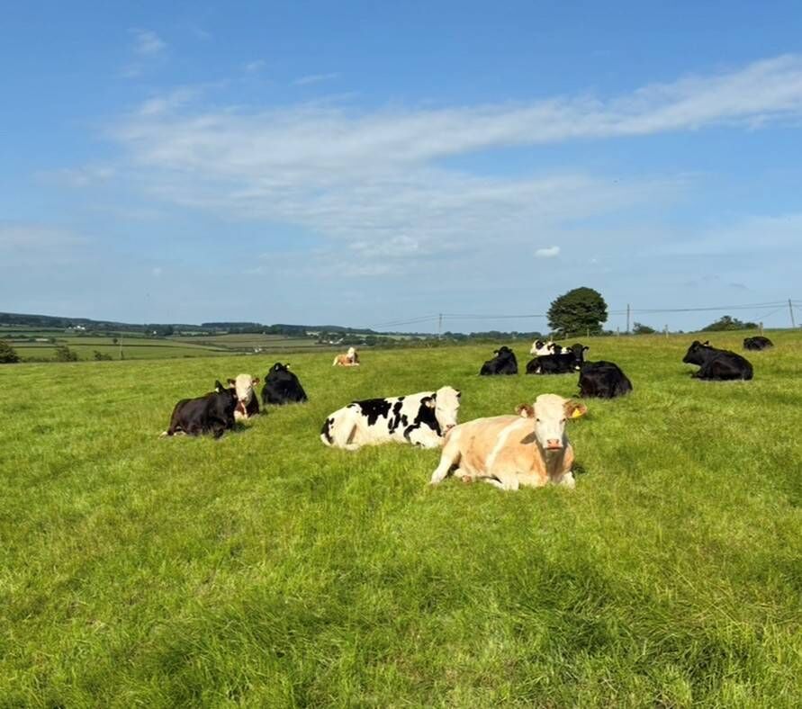Heifers at grass Picture: Denis Hickey. Heifers at grass Picture: Denis Hickey.