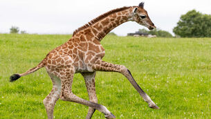 'People just need to talk': Ireland to continue push for Gaza ceasefire and two-state solution