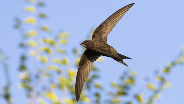 <p>Known as ‘the devil bird’, the swift is the dark-brown acrobat which wheels, screaming loudly, even over cities and towns. Picture: iStock</p>