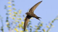 common swift in flight