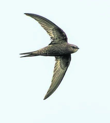 A common swift gliding with swept wings off Bull Island, Dublin. Picture: iStock
A common swift gliding with swept wings off Bull Island, Dublin. Picture: iStock