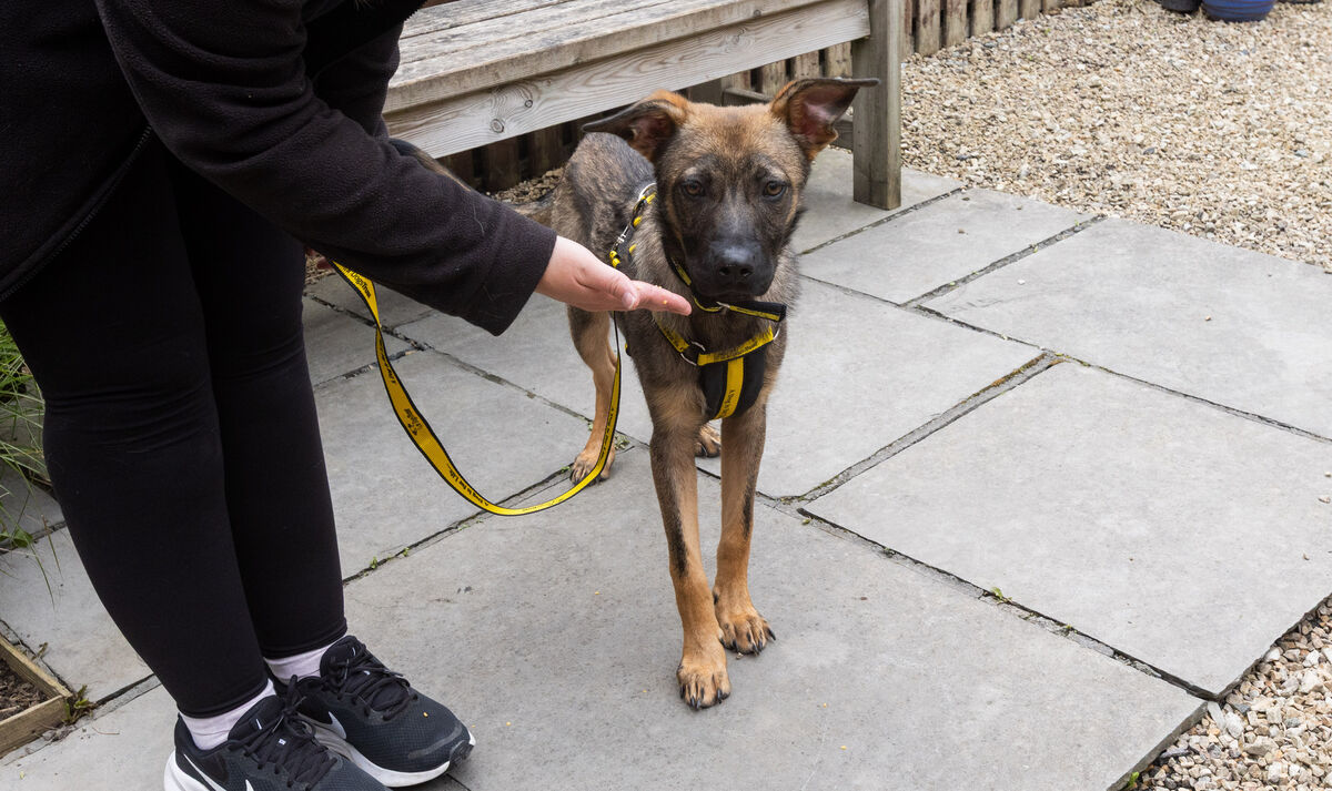 Zeus a Belgian Malinois Cross at the Dogs Trust Centre on the Ashbourne Road, Dublin. Photo: Gareth Chaney Zeus a Belgian Malinois Cross at the Dogs Trust Centre on the Ashbourne Road, Dublin. Photo: Gareth Chaney