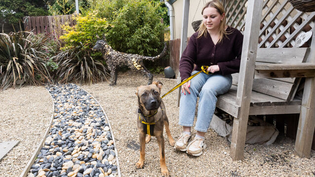 <p>Communications manager for Dogs Trust Paulina Padlo with Zeus a Belgian Malinois Cross at the Dogs Trust Centre on the Ashbourne Road, Dublin. Photo: Gareth Chaney</p>