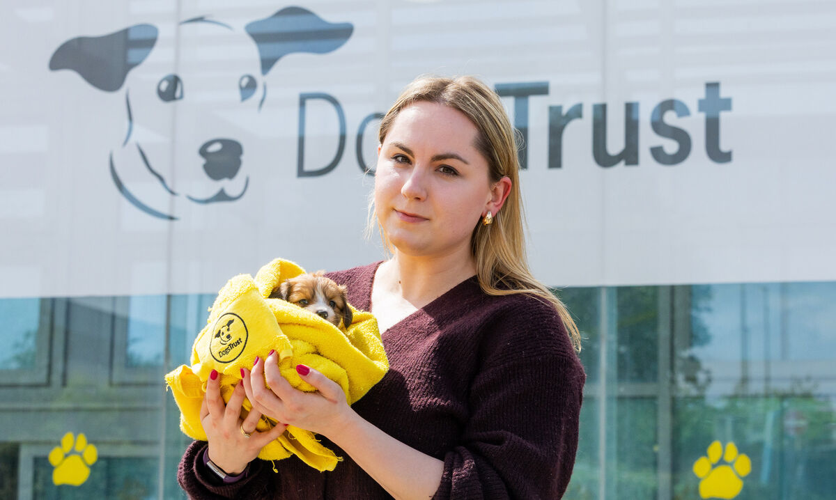 Paulina Padlo with Winston a Shitzu Cross puppy at the Dogs Trust Centre on the Ashbourne Road, Dublin. Photo: Gareth Chaney Paulina Padlo with Winston a Shitzu Cross puppy at the Dogs Trust Centre on the Ashbourne Road, Dublin. Photo: Gareth Chaney