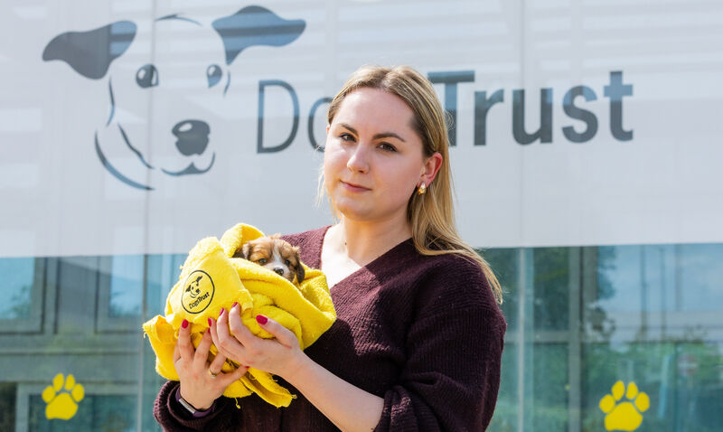 Paulina Padlo with Winston a Shitzu Cross puppy at the Dogs Trust Centre on the Ashbourne Road, Dublin. Photo: Gareth Chaney