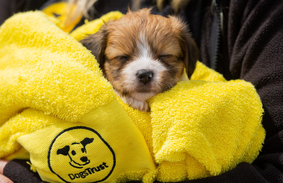 Winston a Shitzu Cross puppy at the Dogs Trust Centre on the Ashbourne Road, Dublin. Photo: Gareth Chaney Winston a Shitzu Cross puppy at the Dogs Trust Centre on the Ashbourne Road, Dublin. Photo: Gareth Chaney