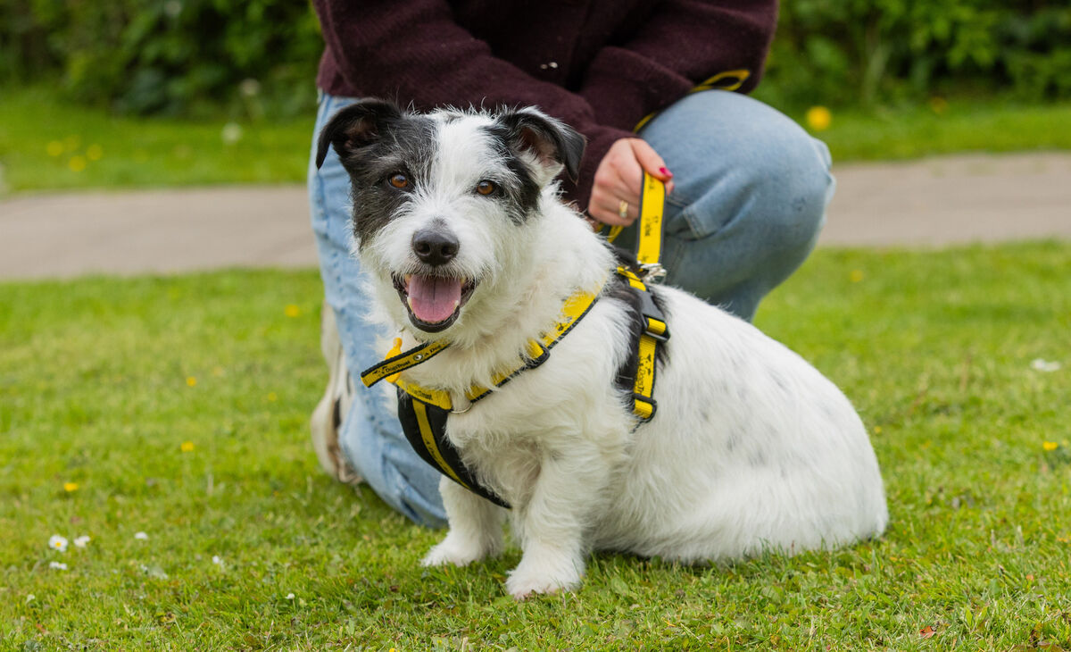 Solo a Terrier Cross at the Dogs Trust Centre on the Ashbourne Road, Dublin. Photo: Gareth Chaney Solo a Terrier Cross at the Dogs Trust Centre on the Ashbourne Road, Dublin. Photo: Gareth Chaney