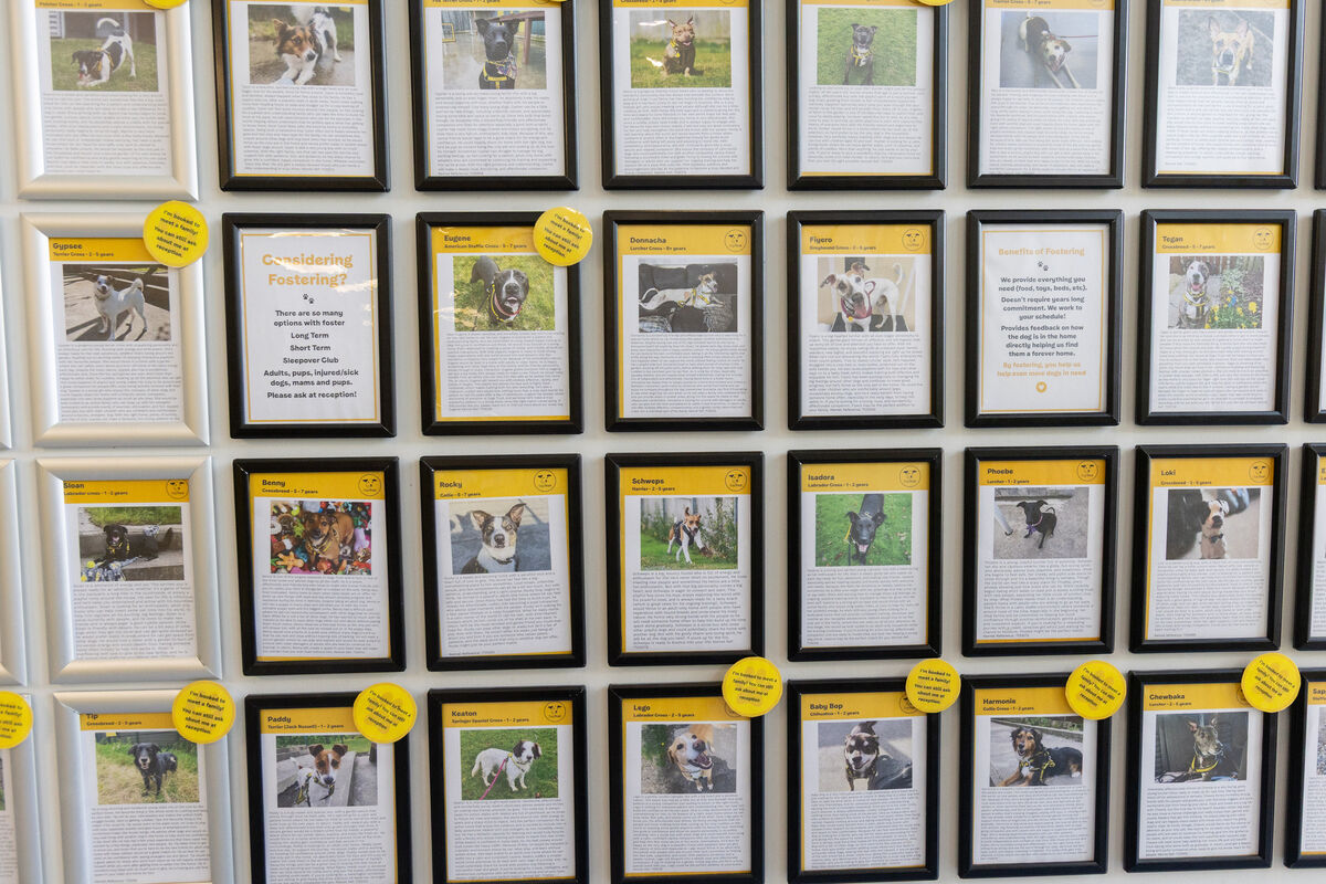 A wall of photos of fostered dogs at the Dogs Trust Centre on the Ashbourne Road, Dublin. Photo: Gareth Chaney A wall of photos of fostered dogs at the Dogs Trust Centre on the Ashbourne Road, Dublin. Photo: Gareth Chaney