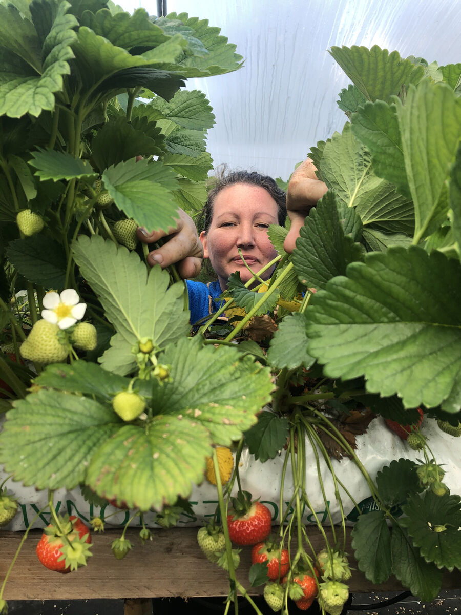 Lydia Bushby of Bushby's Strawberries.