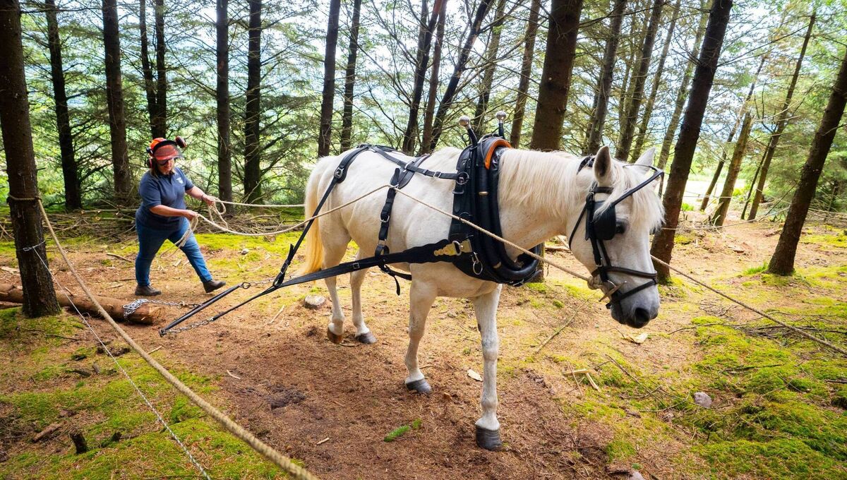 A traditional horse logging demonstration by the Ivory family, was showcased at the event demonstrating sustainable forestry practices and celebrating the rich heritage of the farm. A traditional horse logging demonstration by the Ivory family, was showcased at the event demonstrating sustainable forestry practices and celebrating the rich heritage of the farm.