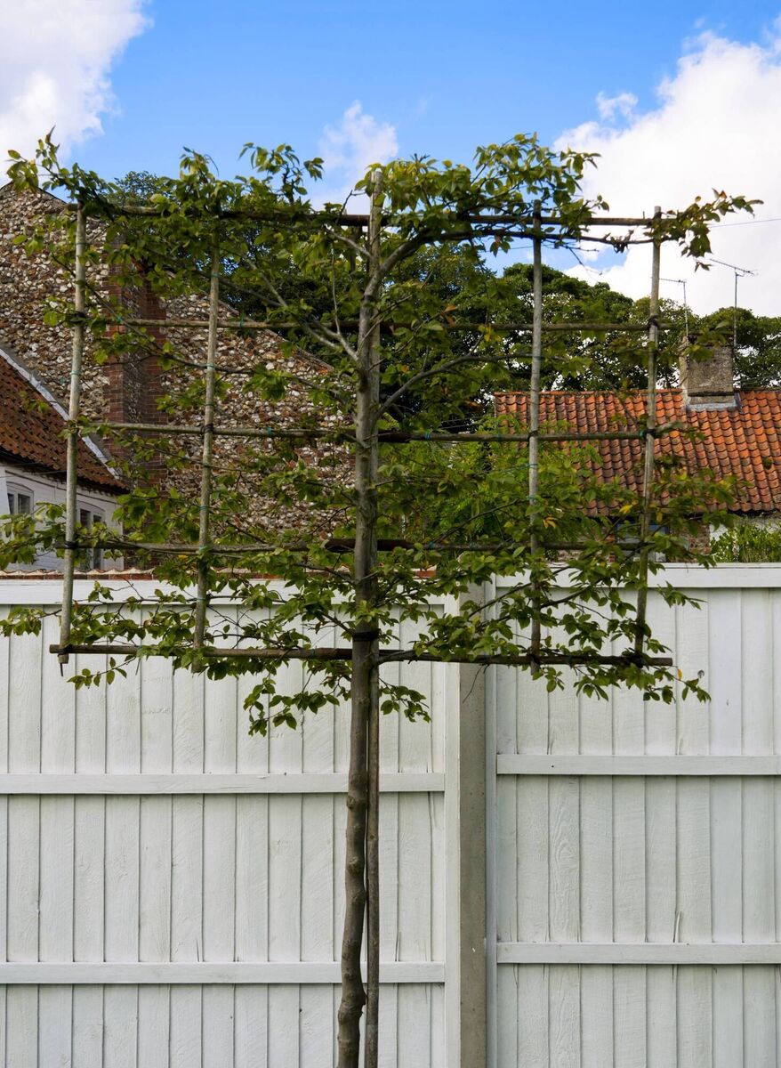 Pleached trees 3m high or more, used in a group with their branches wound together can form a highly effective elevated hedge, set just off your regular 2m high fencing. Prices for 2m tall trees start around €600 per tree. Picture: iStock Pleached trees 3m high or more, used in a group with their branches wound together can form a highly effective elevated hedge, set just off your regular 2m high fencing. Prices for 2m tall trees start around €600 per tree. Picture: iStock