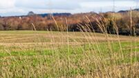 Dry grass stems with farmland field and winter woodland landscape