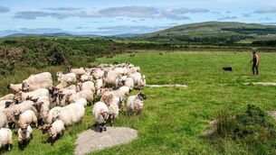 <p>The survey findings also indicate that seven out of 10 of the farmers completed most of their sheep work on Saturdays. Picture: Andy Gibson</p> <p>The survey findings also indicate that seven out of 10 of the farmers completed most of their sheep work on Saturdays. Picture: Andy Gibson</p>