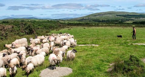 Six out of 10 Irish sheep farmers now juggle jobs away from the farm