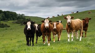 <p>Within the programme, 80% of the participating farmers are calving their heifers at 24 months.</p> <p>Within the programme, 80% of the participating farmers are calving their heifers at 24 months.</p>