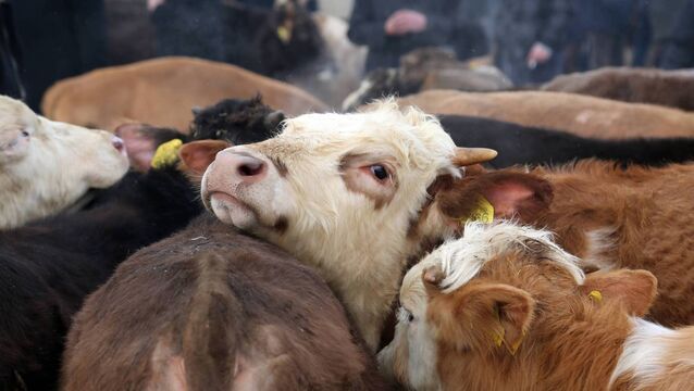 <p>The Livestock Strategy aims to strengthen the sector, improve sustainability, quality and market perception of EU farming and foods.</p>