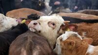 Cattle market
