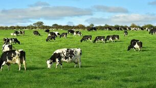 <p>The report explained that the emission savings from having a 3.3% decline in livestock numbers did not translate into a meaningful reduction because they were effectively cancelled out by increased farm output and fertiliser use. File picture</p>