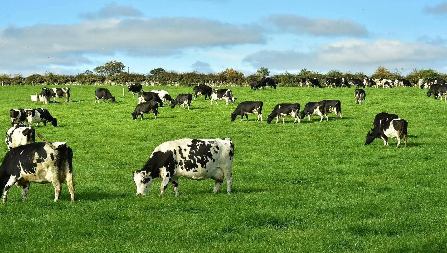 The report explained that the emission savings from having a 3.3% decline in livestock numbers did not translate into a meaningful reduction because they were effectively cancelled out by increased farm output and fertiliser use. File picture