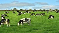 Cows 29th June 2023 -1 .jpg Herd number application straightforward, but don’t leave it until the last minute