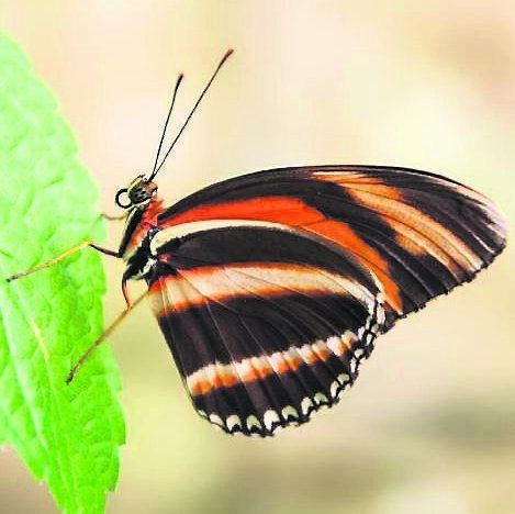 A banded orange heliconian butterfly with closed wings sits on a green leaf in Costa Rica, Central America. Picture: iStock A banded orange heliconian butterfly with closed wings sits on a green leaf in Costa Rica, Central America. Picture: iStock