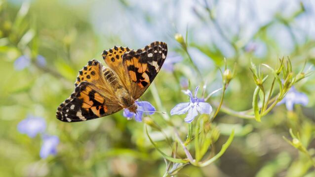 <p>Some butterflies are migrant species, which head back south in the autumn. One of them is the painted lady.</p>
