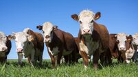 Hereford cattle