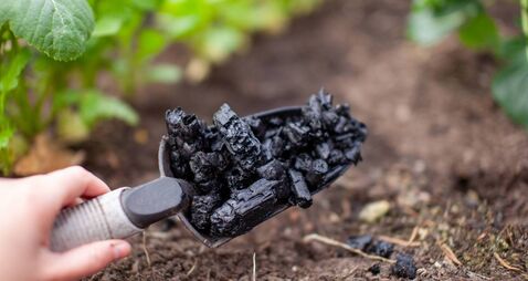 Biochar made from charcoal and "charged" with nutrients and beneficial microbes.