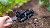 Biochar made from charcoal and "charged" with nutrients and beneficial microbes.