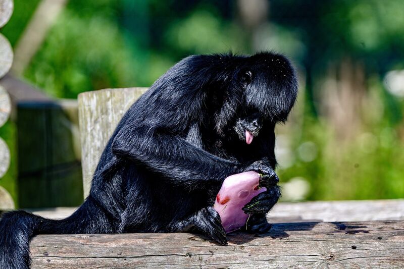 Spider monkeys enjoy homemade, sugar-free ice lollies, made from their favourite fruits. Picture: Chani Anderson Spider monkeys enjoy homemade, sugar-free ice lollies, made from their favourite fruits. Picture: Chani Anderson