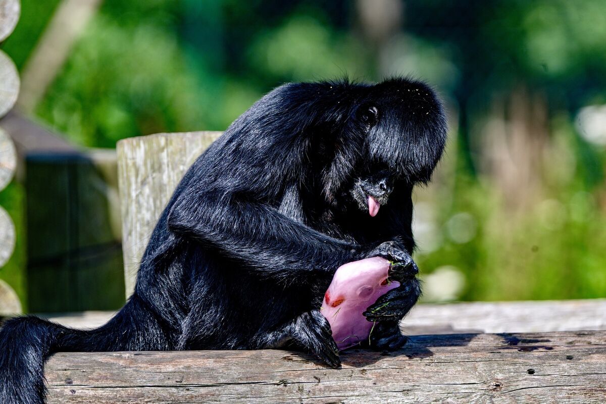 Spider monkeys enjoy homemade, sugar-free ice lollies, made from their favourite fruits. Picture: Chani Anderson