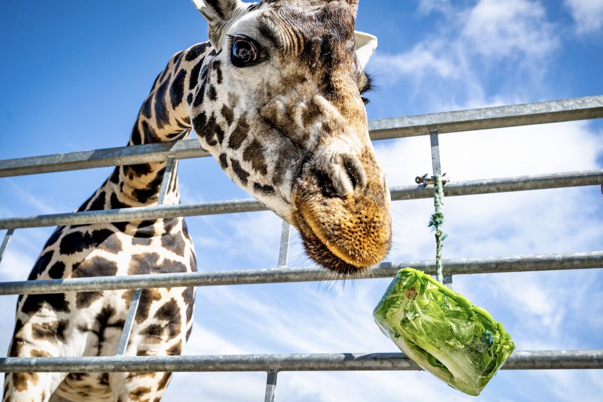  A giraffe gets frozen cubes of its favourite treats to help keep them cool during the current heatwave. Picture: Chani Anderson