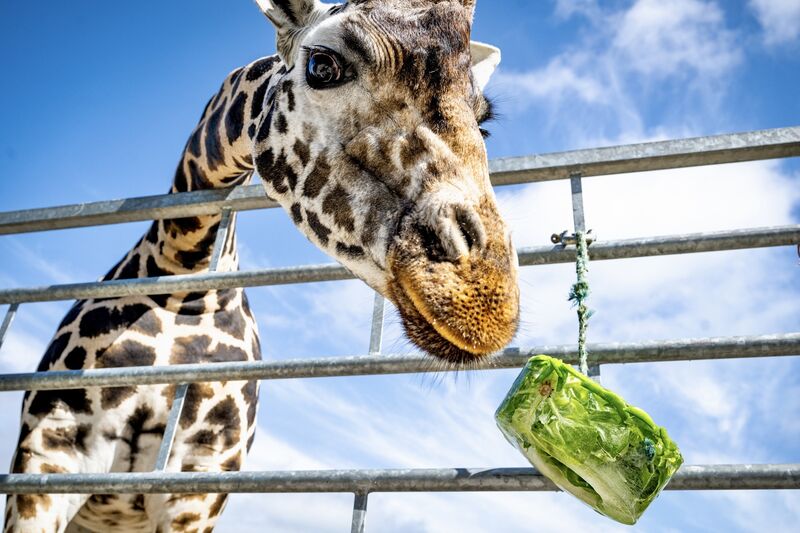 A giraffe gets frozen cubes of its favourite treats to help keep them cool during the current heatwave. Picture: Chani Anderson A giraffe gets frozen cubes of its favourite treats to help keep them cool during the current heatwave. Picture: Chani Anderson