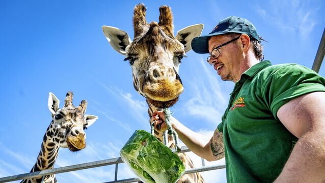 <p> Fota Weather Option: XX/EE: 09/07/26 Liam McConville, Senior Ranger at Fota Wildlife Park, feeds the giraffes frozen cubes of their favourite treats to help keep them cool during the current heatwave. Picture: Chani Anderson</p>
