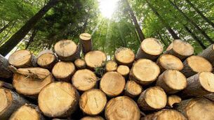 <p>Grant applications for sustainable forest harvesting and machinery are now open.</p> <p>Grant applications for sustainable forest harvesting and machinery are now open.</p>