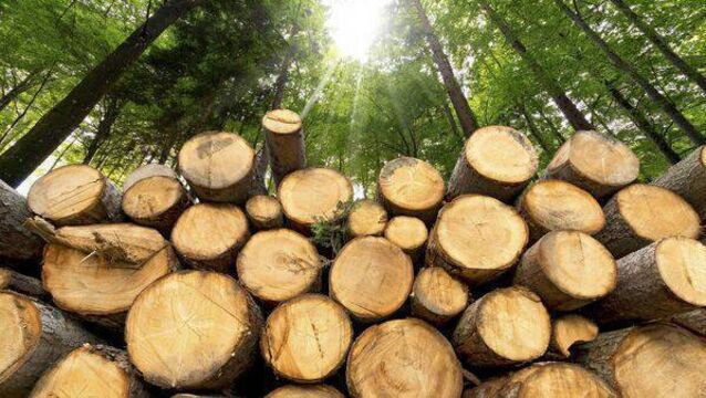 <p>Grant applications for sustainable forest harvesting and machinery are now open.</p>