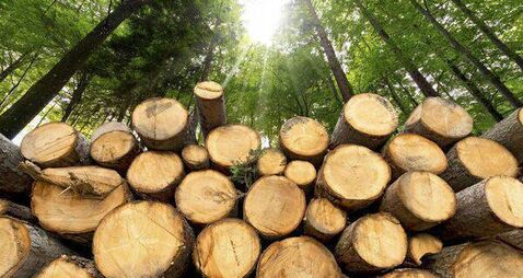 Wooden Logs with Forest on Background