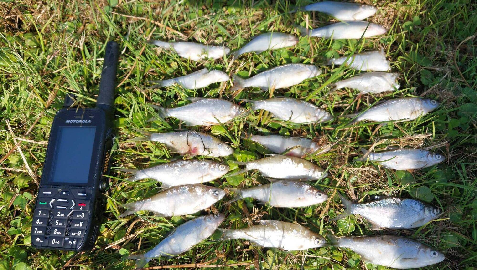 IFI investigates major fish kill in West Cork lake