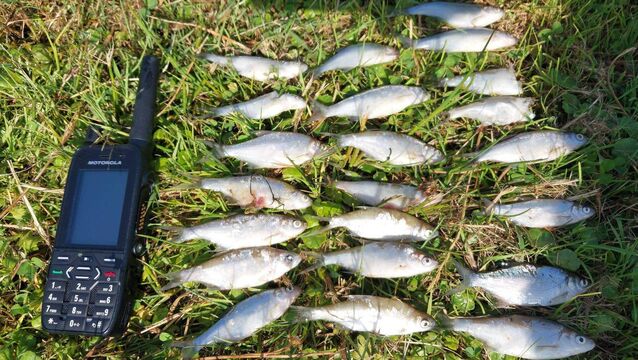 <p>The largest incident occurred at Curraghalicky Lake near Dunmanway, where several hundred juvenile bream have been found dead. File picture</p>