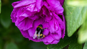 <p>To maximise biodiversity, the range and quantity of bees and other pollinators must be maintained and supported so that food production will not be imperilled. File picture: Domnick Walsh</p> <p>To maximise biodiversity, the range and quantity of bees and other pollinators must be maintained and supported so that food production will not be imperilled. File picture: Domnick Walsh</p>