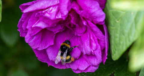 Irish Examiner view: It's in our interest to support bees