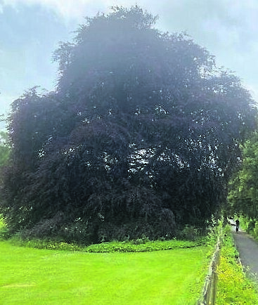 The Autograph Tree, a copper beech standing sentinel in the walled garden. The Autograph Tree, a copper beech standing sentinel in the walled garden.