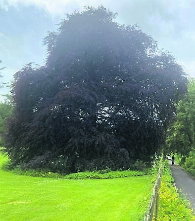 The Autograph Tree, a copper beech standing sentinel in the walled garden.