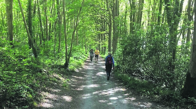 A wide variety of tree species flanked the woodland paths at Coole. A wide variety of tree species flanked the woodland paths at Coole.