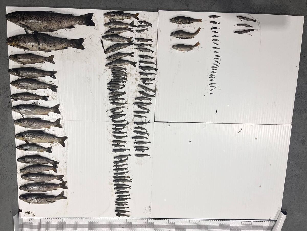 Recovered fish from scene in Co Galway Recovered fish from scene in Co Galway