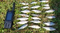 Two fish kill events in Cork and Galway leave hundreds of fish dead
