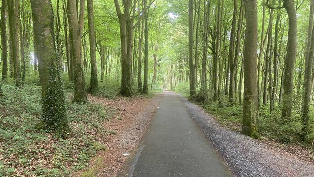 <p>Lady Augusta Gregory’s Coole Park and its seven woodlands in Co Galway became the centre of the Literary Revival. Pictures: John G O'Dwyer</p>