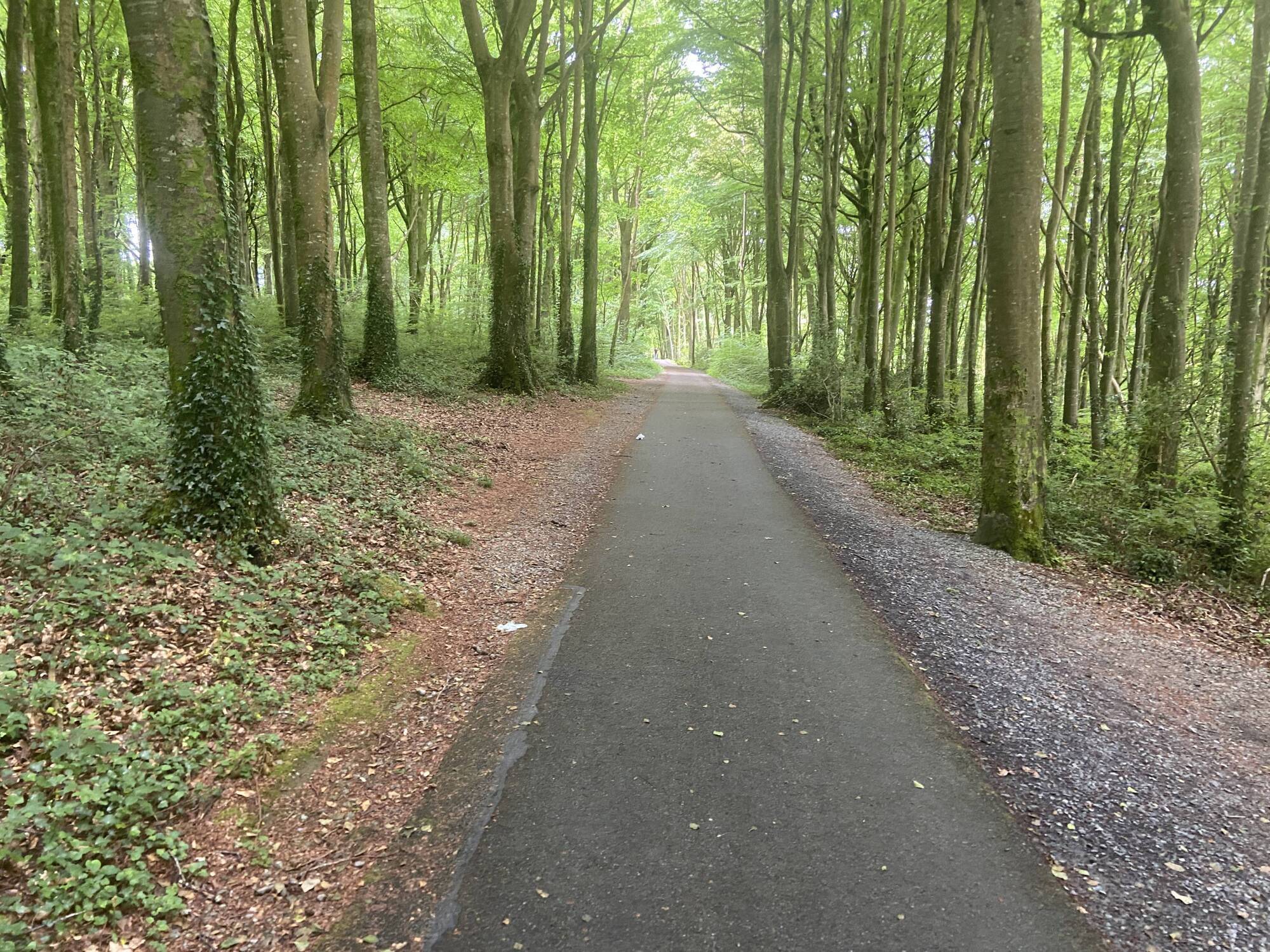 Lady Augusta Gregory’s Coole Park and its seven woodlands in Co Galway became the centre of the Literary Revival. Pictures: John G O'Dwyer