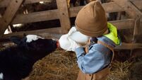 Bottle Feeding Calf