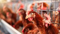 hens laying eggs in the battery, small business poultry operation